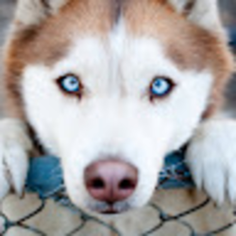 Meet your Posher, Dalaynee